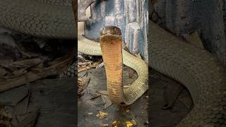 King cobra jumbo asal kalimantan di markas @PANJIPETUALANG_REAL #fypシ #viral #kingcobra