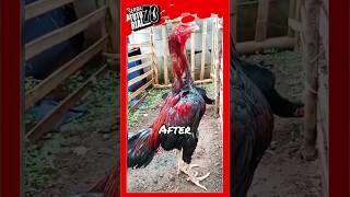 Before After #shorts #shortvideo #chicken #rooster #serbatutorial78