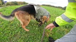 German shepherd on walk. Eros på tur. 03.10.2024. still you tubes most boring video part 2