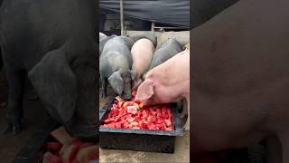 Watch Pigs Enjoy Cool Watermelon on a Hot Day #shorts