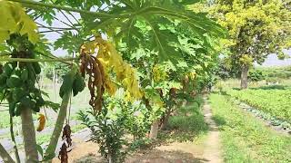 Cash Crop ke liye Papaya Lagaye Kisan, Chhatarpur MP drbps,25/10/2024