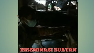 INSEMINASI BUATAN PADA SAPI PERAH 🐄🐄🐄