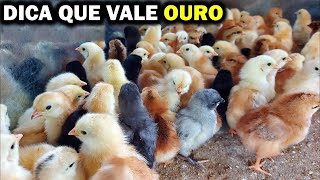 NÃO COMECE CRIANDO PINTINHOS ANTES DE VER ESSE VÍDEO!!