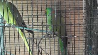 Adeeba birds farm & pets