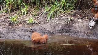 the orangutan playing water in the river #indonesia_orangutan_tours  #tanjungputing #orangutan