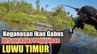 Casting Ikan Gabus Di Spot Pedalaman Rawa|| Sambaranya Ganas sekali