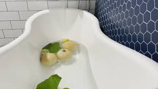 Bathtub Filling ASMR // Low Pressure Water with Floating Summer Squashes 3 Hour Loop