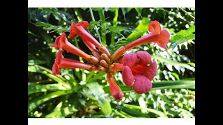 Enredadera de trompeta (Campsis radicans)