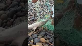 ¡Impresionante! La Pesca que hizo este Hombre en mar Agitado