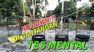 Melatih Lovebird dirumah biar tambah fighter dan gacor