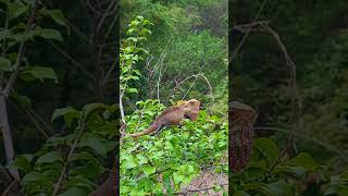 oh my god ..just escaped from lizard attack #kerala #travel #lizzard #nature