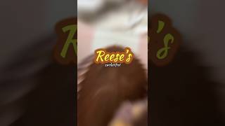 Reese‘s - zuckerfrei🥜🍫 #reeses #peanutcreme  #amba3 #zuckerfrei #zuckerfreiereeses #wenigzutaten