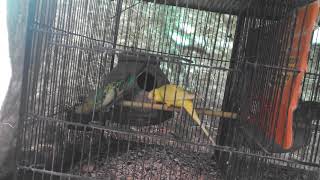 Adeeba birds farm & pets