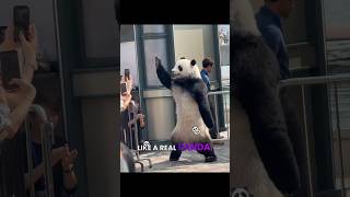 What This Panda Did Will Leave You Stunned #shorts