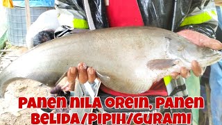 PANEN NILA ORIEN, DAPAT IKAN BELIDA/PIPIH, WOW!!! GOKIL BESARNYA