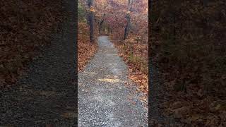 Big Pipe in an Ancient Forest? #trail #tree #leaves