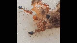 Destroyer ants destroying a dead moth #shorts #reels #nature