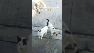 Ayudó a un gato y vinieron 12