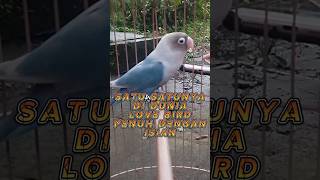 HANYA ADA SATU DI DUNIA BURUNG LOVEBIRD FULLISIAN #lovebirds