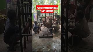 Proses Penyembelihan Sapi Qurban#islam #islamic #qurban #iduladha #takmirmasjid #takbir #shorts