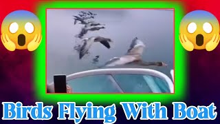 Birds are flying with boat 🚢|| JS Prince Motor And Vlogs