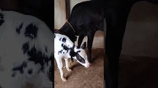 newly born abs armada calf makes a friend