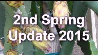 2nd Spring Dragon Fruit Update 2015