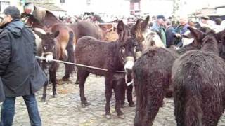 Feira dos Burros Vila de Prado