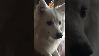 American Eskimo Dog talking