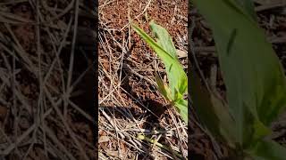 Cigarrinha verde do milho - Dalbulus maydis atacando milho