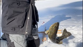 Large mouth bass through the ice!!