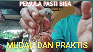 Pemula pasti bisa, memasang ring burung tekukur