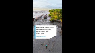 Kolaborasi Merestorasi Area Pesisir Melalui Penanaman Bibit Mangrove #PTVIPomalaa