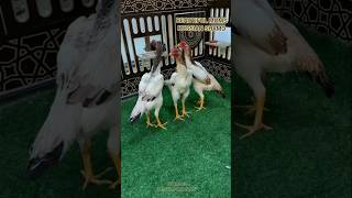 Beautifull hens Russian shamo