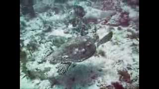 Hawksbill Turtles Feeding on Turtle Reef At Xcaret near Cozumel