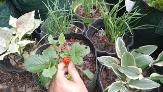 Tabulampot strawberry lahan terbatas, dataran rendah pulau Sumatera