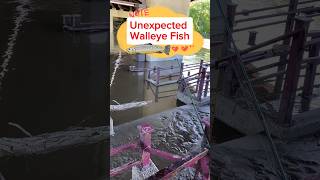 Fishing for walleye fish from a under the bridge after the flood #walleyefishing #explore #fishing ￼