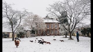 Puppies' first snow