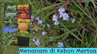 Menanam di Kebun Mertua