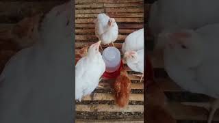 drinking chickens