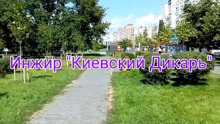 Инжир "Киевский Дикарь"