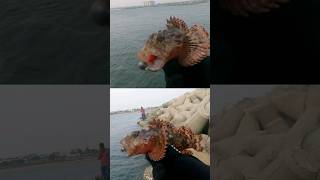 🔴பேய் மீன் என்ன தொட்ட நீ கெட்ட🔥😱ghost stone fish..🔥👌#fishing #youtubeshorts