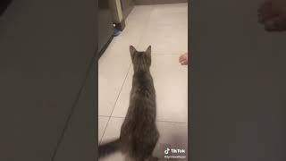 si el gatito esta feliz que diga miau|mila