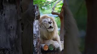 Lions are fiercely territorial and need defined spaces to raise their cubs, hunt and find. #vantara