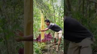 menelusuri hutan gunung kapur beserta melihat bunga ( AMOR PHOPHALLUS TITANUM FLOWER )