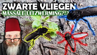 Tuinsafari s01e07 Een ZWERM zwarte vliegen