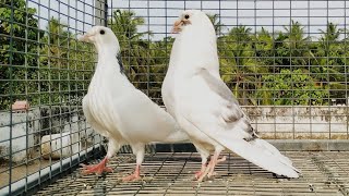 പറവ ജോഡി ഇടൽ - parava breeding Malayalam prt -2