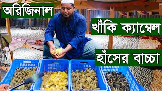 অরিজিনাল ক্যাম্বেল হাঁসের বাচ্চা | বাচ্চার জন্য যোগাযোগ করুন | সরকার হ্যাচারী | উদ্যোক্তার সাফল্য