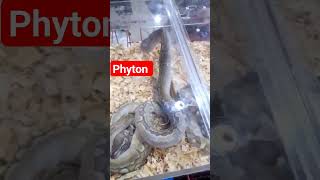 Phyton #shorts #phyton #snake