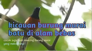 kicauan burung murai batu di alam bebas